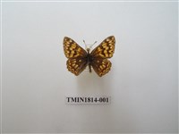 藏品(灰蝶科)的圖片